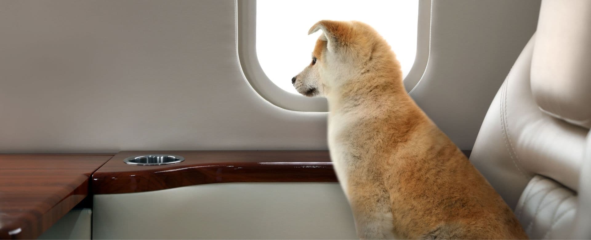 Pet travel in aircraft cabin